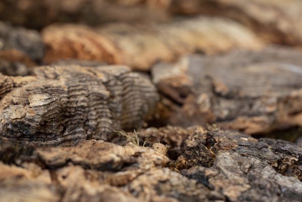 Floer Akukurk wandpaneel zandsteen natuur